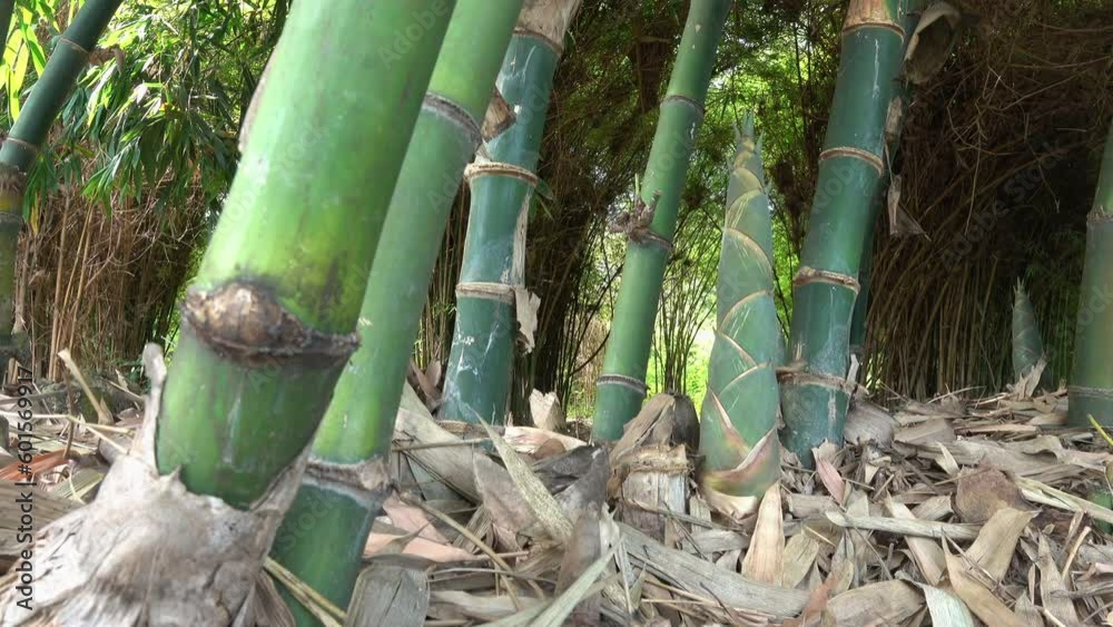 Close-up bamboo with bamboo shoot in the forest