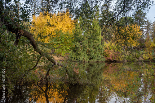 Fallen branch on Lake Spafford and colorful leaves at the UC Davis arboretum in the Fall 