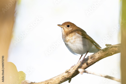 A type of thrush known as a veery (Catharus fuscescens), a cute little bird observed in spring in Sarasota, Florida photo