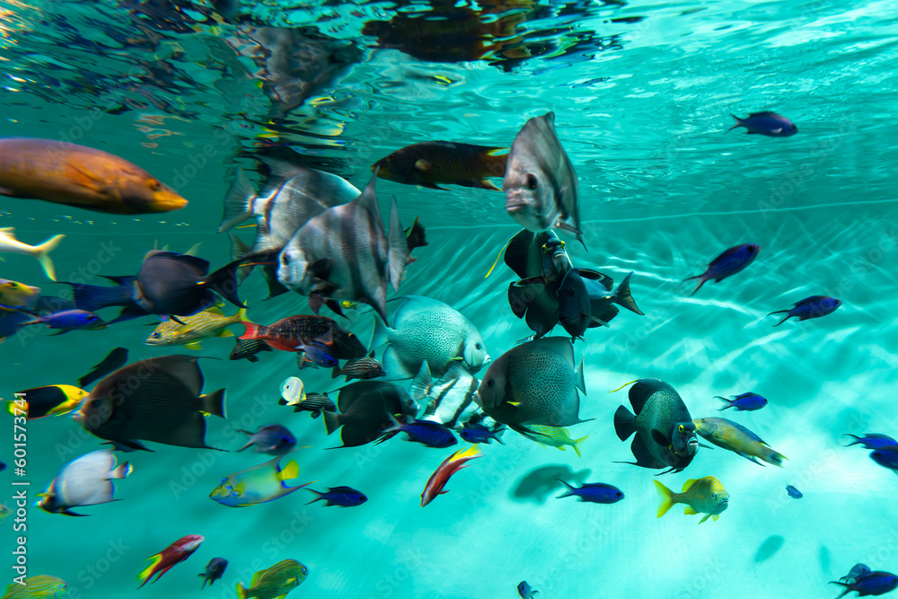 色んな種類のたくさんの魚 Stock Photo | Adobe Stock
