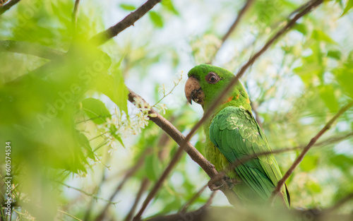 perico verde