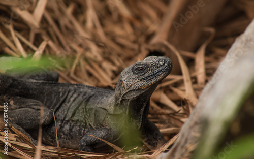 iguana negra