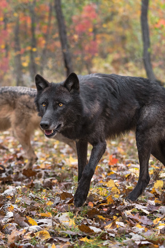 Black-Phase Grey Wolf (Canis lupus) Steps Forward Second in Background Autumn