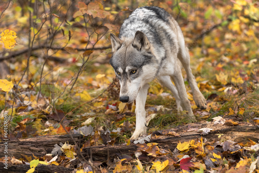 Grey Wolf (Canis lupus) Trots Around Bush Autumn Grey Wolf (Canis lupus) Trots Around Bush Autumn