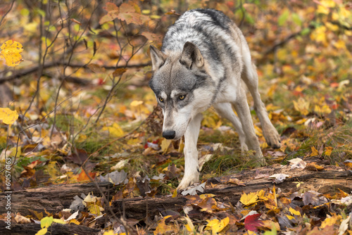 Grey Wolf  Canis lupus  Trots Around Bush Autumn