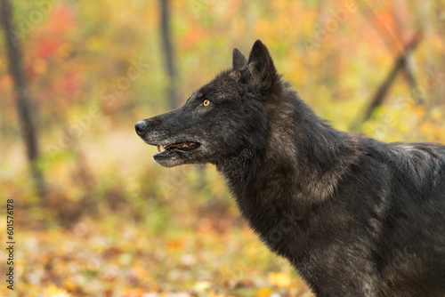 Black-Phase Grey Wolf  Canis lupus  Looks Up to Left Autumn