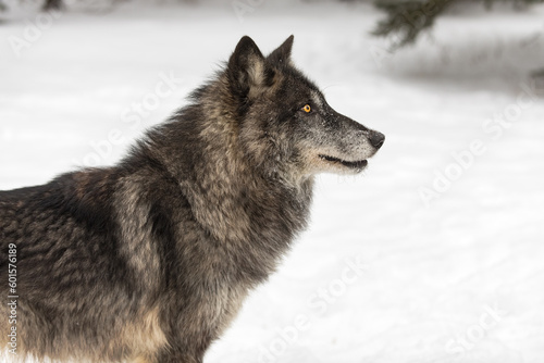 Black-Phase Wolf (Canis lupus) Looks Up to the Right Winter © geoffkuchera
