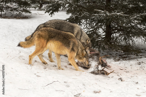 Wolves (Canis lupus) Stand Side by Side Sniffing at White-Tail Deer Body Winter © geoffkuchera