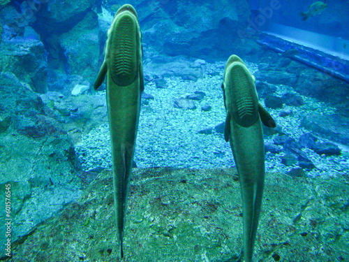 水族館でガラスに吸い付くコバンザメ photo