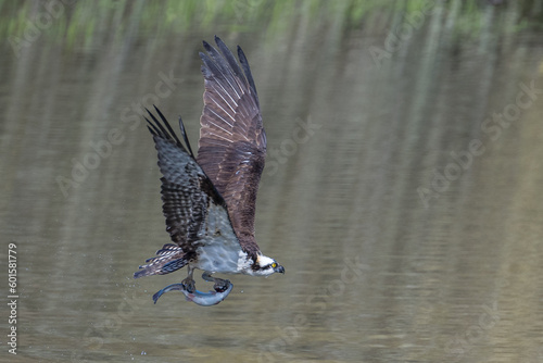 Osprey with fish