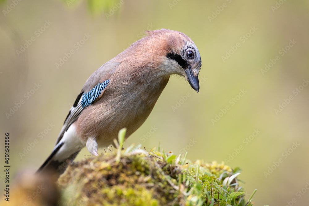 Bird Eurasian Jay Garrulus glandarius sitting on the forest pound Poland, Europe Bird Eurasian Jay Garrulus glandarius sitting on the forest pound Poland, Europe