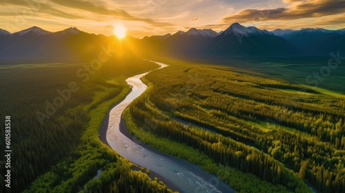 Vast and lush green forest,...