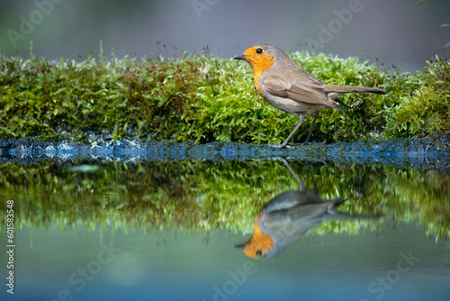 Bird Robin Erithacus rubecula, small bird in forest puddle, spring time in Poland Europe