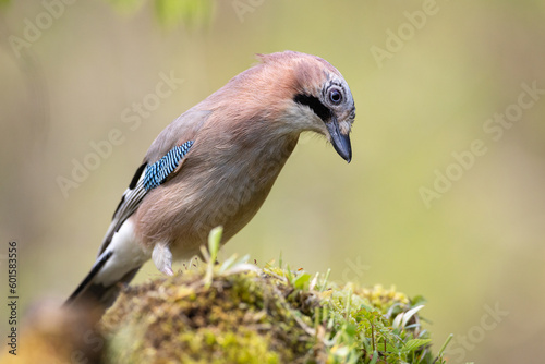 Bird Eurasian Jay Garrulus glandarius sitting on the forest pound Poland, Europe