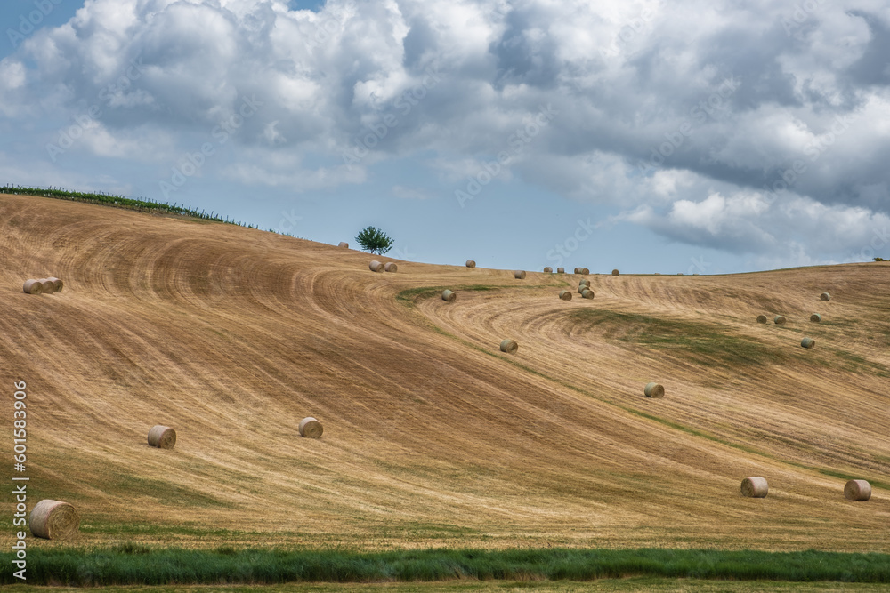 Rolls of haystacks on the field. summer farm scenery with haystack on the background   - agriculture concept, Tuscany landscape, italy