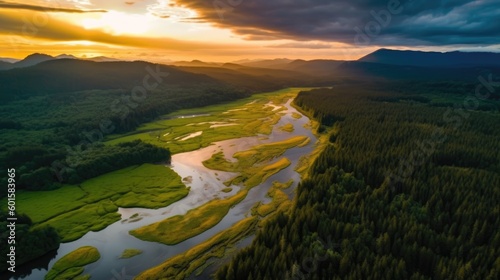 Vast and lush green forest,...