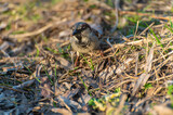 A young sparrow is looking for food among the grass on the lawn