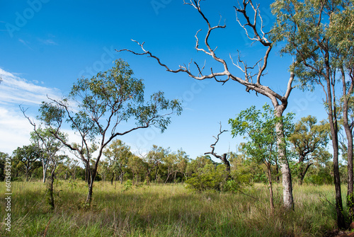 Trees  in the Australian Queensland bush near Undara photo