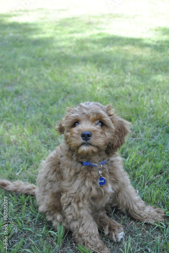 Cavoodle puppy sitting on grass