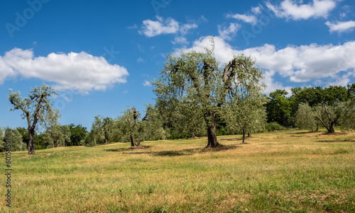 Olive trees at Tuscany in central Italy, Siena province, Europe