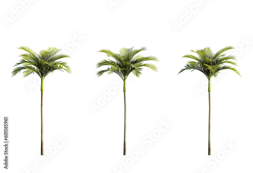 3d Plant Areca Catechu Palm Cutout PNG