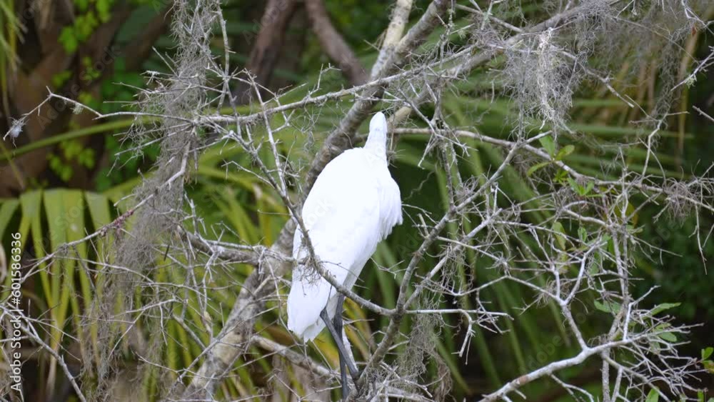 White great egret bird hunting on Florida wetland in summer White great egret bird hunting on Florida wetland in summer
