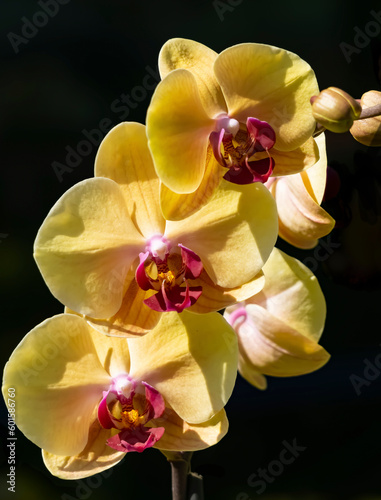 Yellow orchids on black background