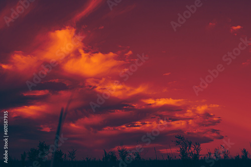 Crimson twilight sunset with lilac haze over a field with rare trees. Selective focus. © Allgoo