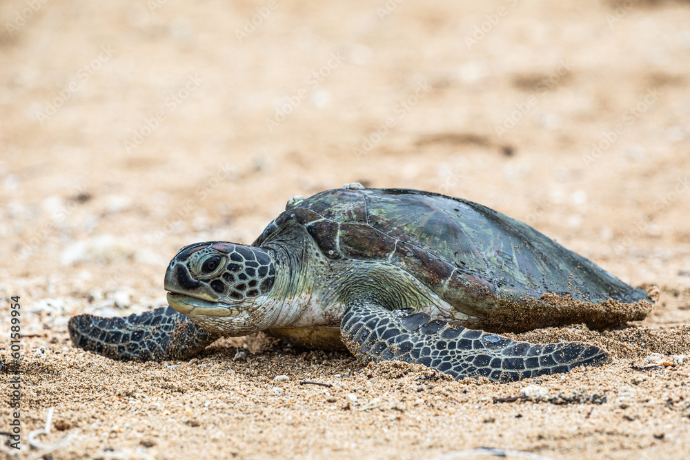 Obraz premium Hawksbill sea turtle going back into the water coming from the beach after laying eggs. 