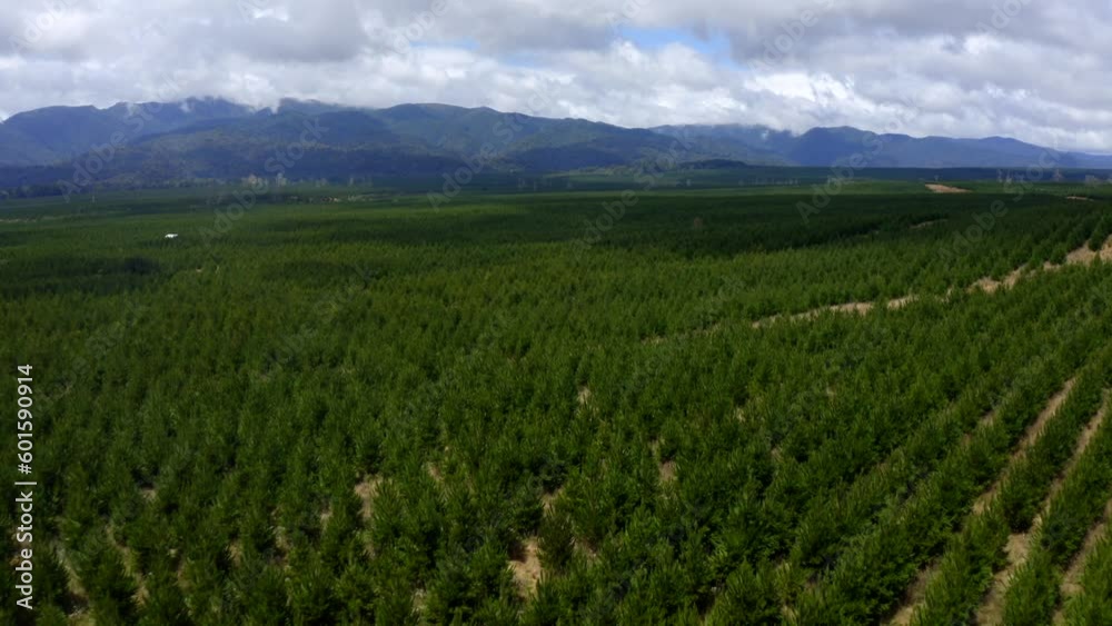 Aerial View of young Green Pine Trees Forest Plantation. Surrounded by mountains Aerial View of young Green Pine Trees Forest Plantation. Surrounded by mountains