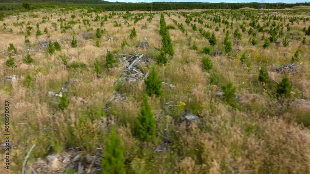 The camera reveals a field of young pine trees in rows The camera reveals a field of young pine trees in rows