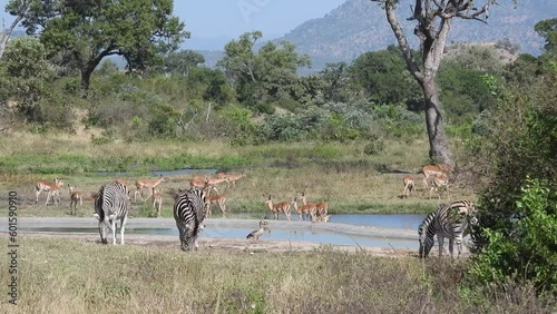 Zebras and antelopes gather at a drinking water pool in the African savannah. close-up shot