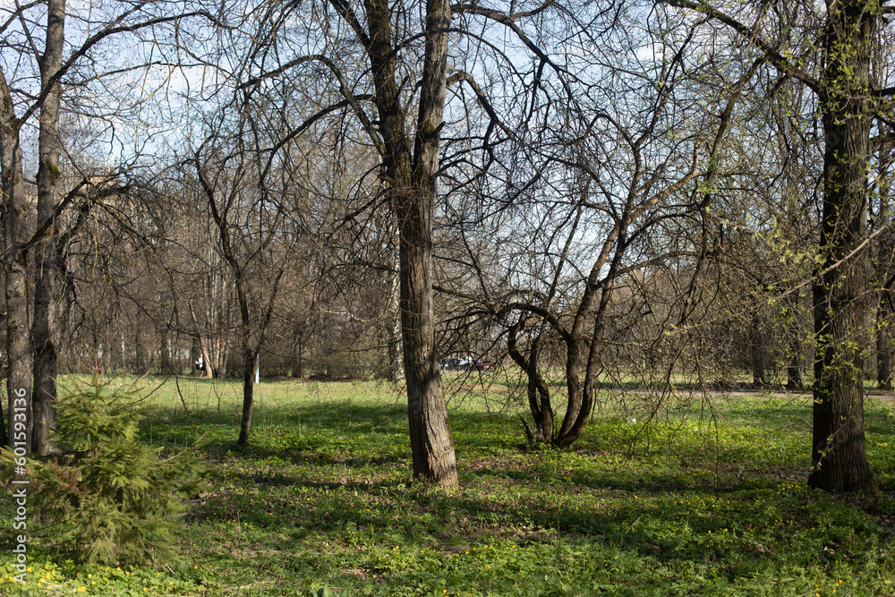 Trees in park. Plants in summer. Green Grove. Trees in park. Plants in summer. Green Grove.