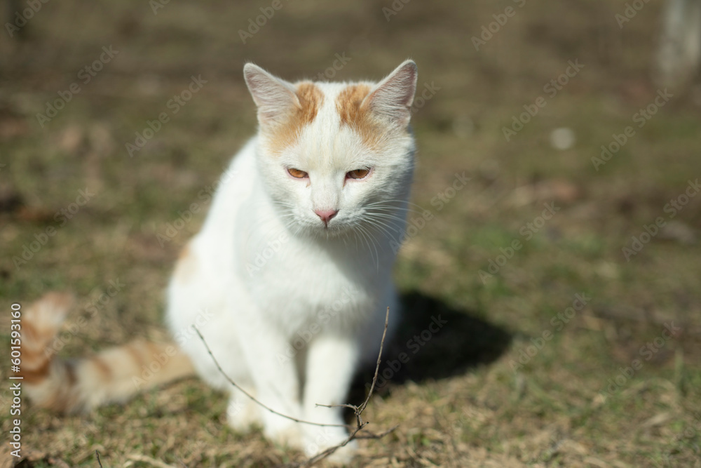 White cat on street. Pet in nature. Cute cat.
