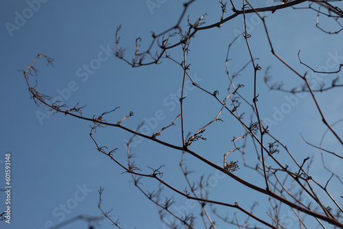 Branches without leaves. Bush stems. Plant in spring against sky.