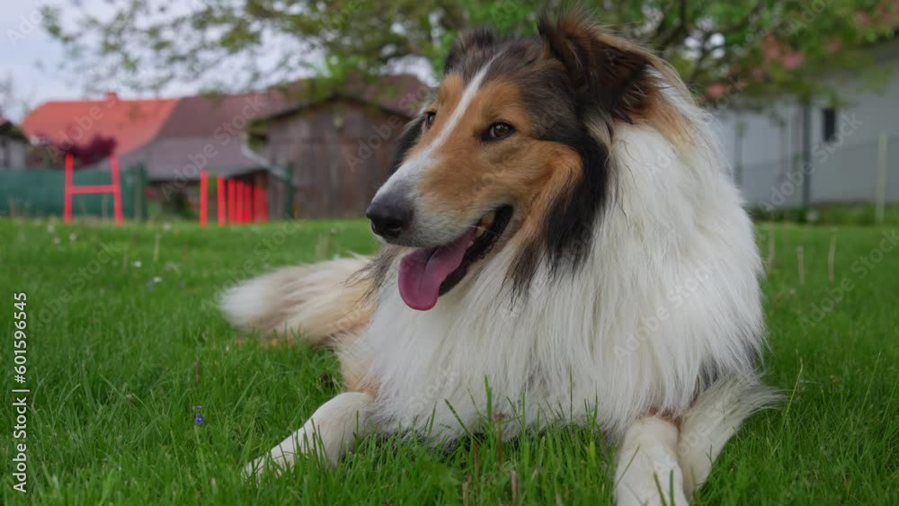 Close-up of Rough Collie (Scottish Shepherd) lying on meadow and enjoying the sun. (4K Resolution - Slow Motion) Close-up of Rough Collie (Scottish Shepherd) lying on meadow and enjoying the sun. (4K Resolution - Slow Motion)