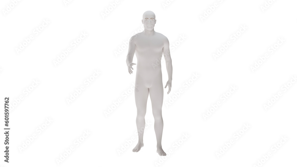 White plastic High resolution conceptual human 3D anatomy body 3d illustration isolated White plastic High resolution conceptual human 3D anatomy body 3d illustration isolated