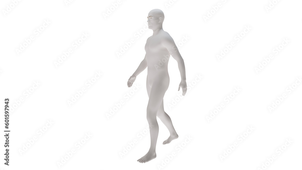 White plastic High resolution conceptual human 3D anatomy body 3d illustration isolated White plastic High resolution conceptual human 3D anatomy body 3d illustration isolated