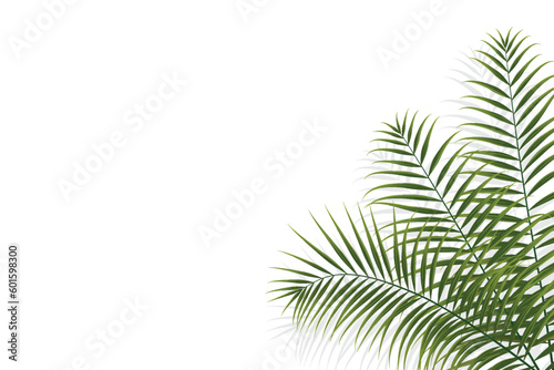 palm branch