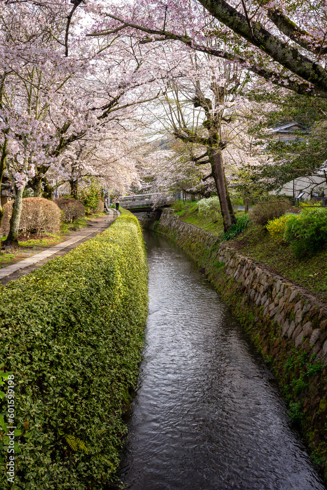 View of a path that leads along a canal over which the cherry trees are in bloom. It's a sunny spring morning on the Philosopher's Path in Kyoto Japan. View of a path that leads along a canal over which the cherry trees are in bloom. It's a sunny spring morning on the Philosopher's Path in Kyoto Japan.