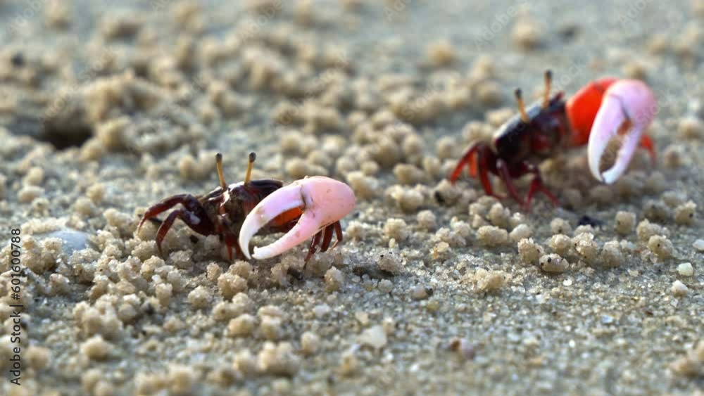 Close up shot of wild crustacean found in its natural habitat, two male fiddler crabs foraging and sipping minerals on sandy beach, create tiny balls of sand, rhythmically waving its asymmetric claw. Close up shot of wild crustacean found in its natural habitat, two male fiddler crabs foraging and sipping minerals on sandy beach, create tiny balls of sand, rhythmically waving its asymmetric claw.