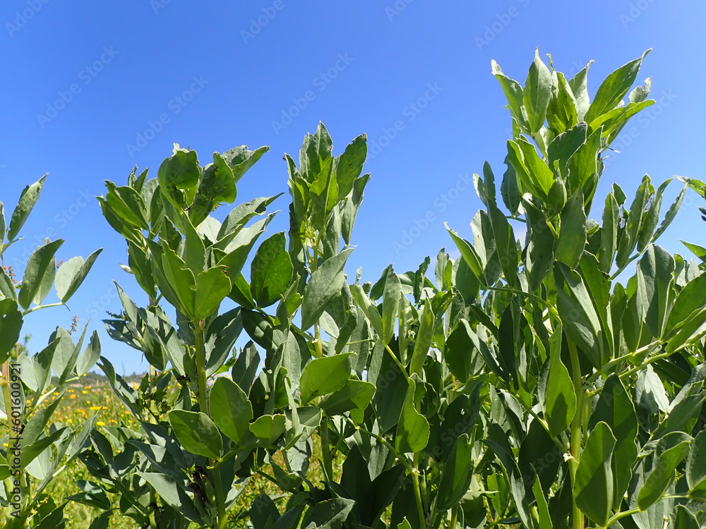 broad bean plant, field bean, broad bean, bean, broad, vegetable, plant
