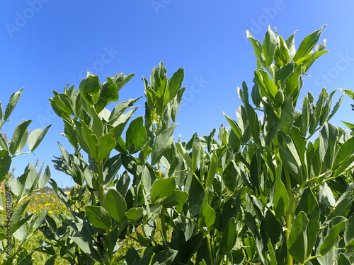 broad bean plant, field bean, broad bean, bean, broad, vegetable, plant, food, garden, agriculture, growing, fresh, leaves, green, nature, pod, organic, grow, gardening, cultivation, produce.