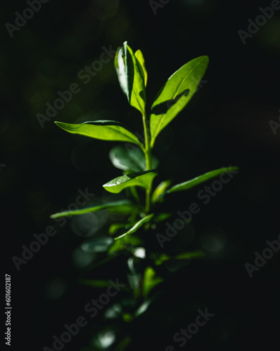 A sunlit plant with green leaves against a dark background