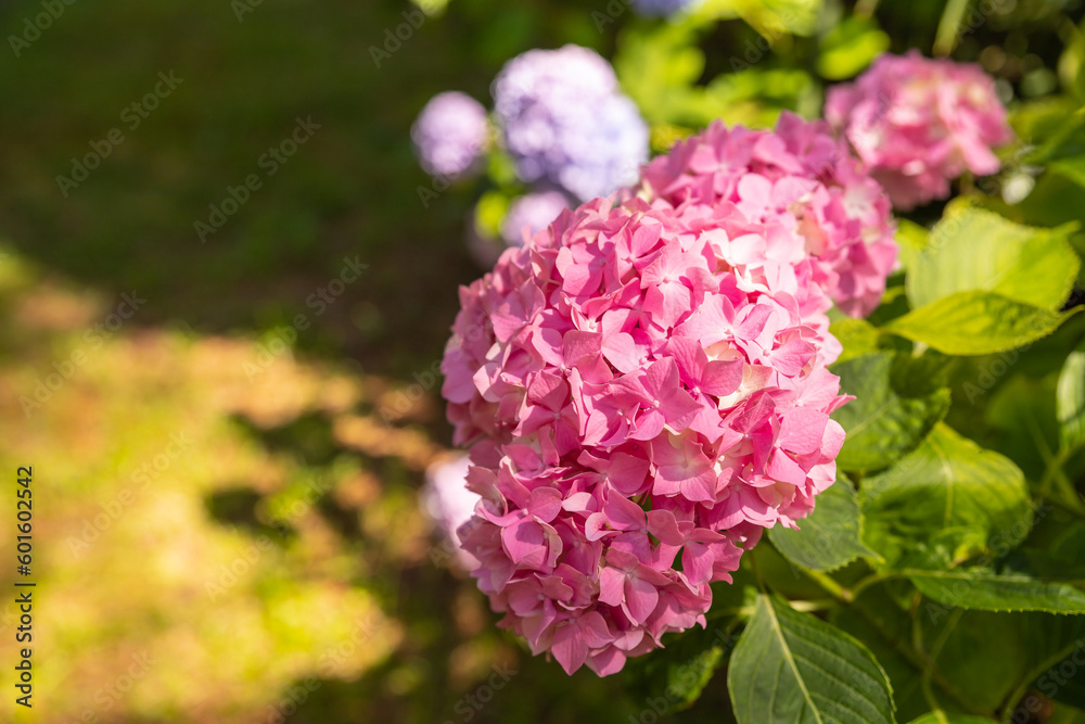 Magenta pink hydrangea macrophylla or hortensia shrub in full bloom in a flower pot, with fresh green leaves in the background, in a garden in a sunny summer day