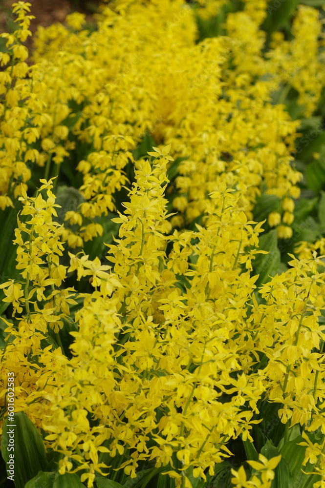 Obraz premium 満開のキエビネ