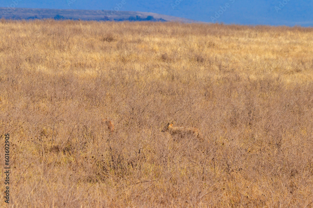 Two jackals walking in dry savannah in Ngorongoro crater national park, Tanzania Two jackals walking in dry savannah in Ngorongoro crater national park, Tanzania