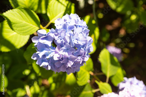 blue hydrangea macrophylla or hortensia shrub in full bloom in a flower pot, with fresh green leaves in the background, in a garden in a sunny summer day © Yulia