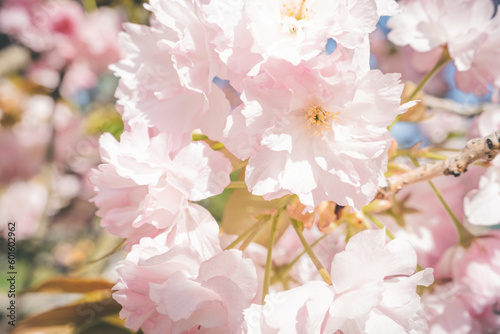 Beautiful and Cute Sakura or Cherry Flower in Spring