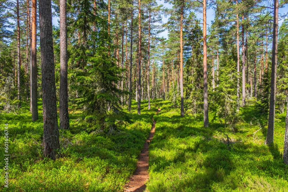 Fototapeta premium Hiking trail in a beautiful coniferous forest in summer